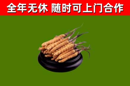 平桥回收散虫草
